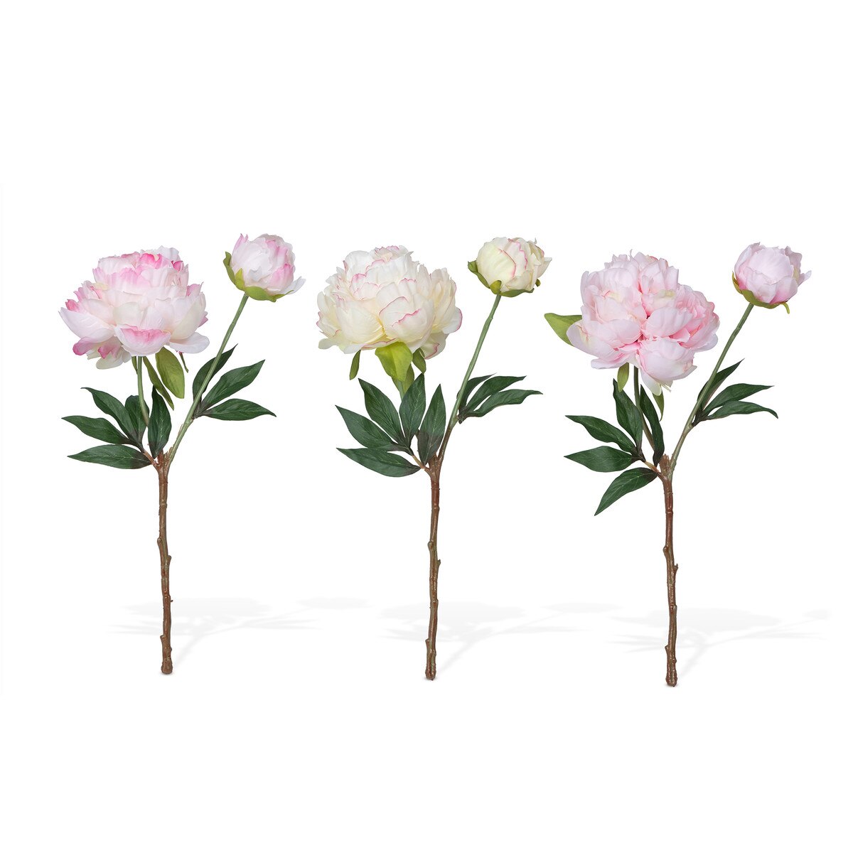 Garden Peony Cuttings, 3 Assorted Colors style shot 1