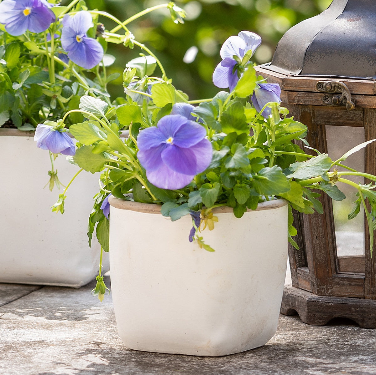 Orchard White Cement Planter, Medium