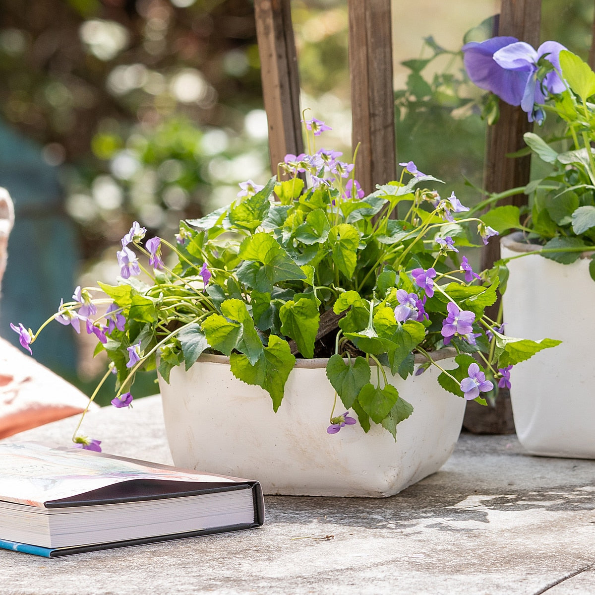Orchard White Cement Low Planter, Large