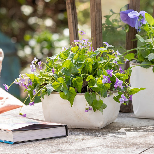 Orchard White Cement Low Planter, Large