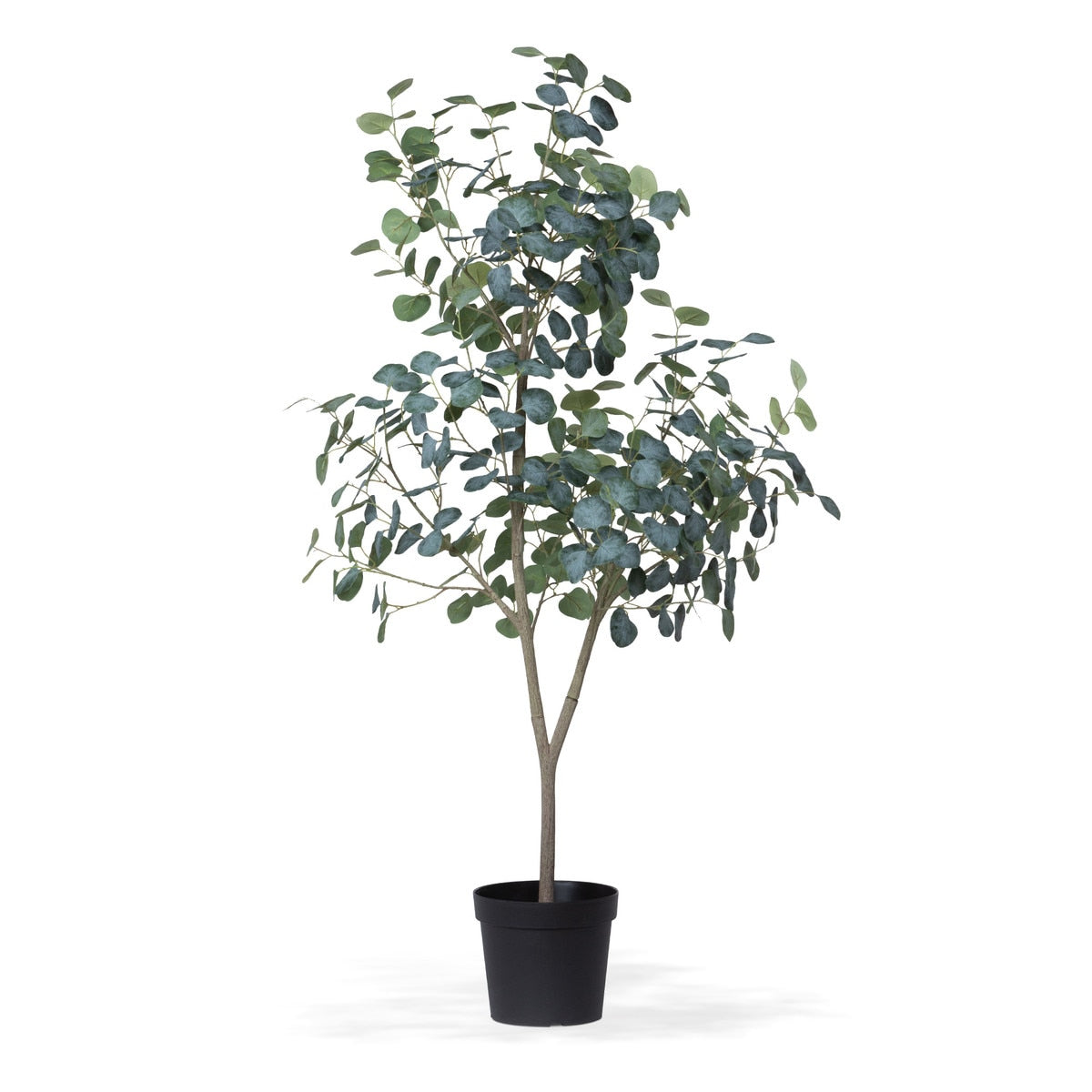 Eucalyptus Tree in Grower's Pot, 60" style shot 1