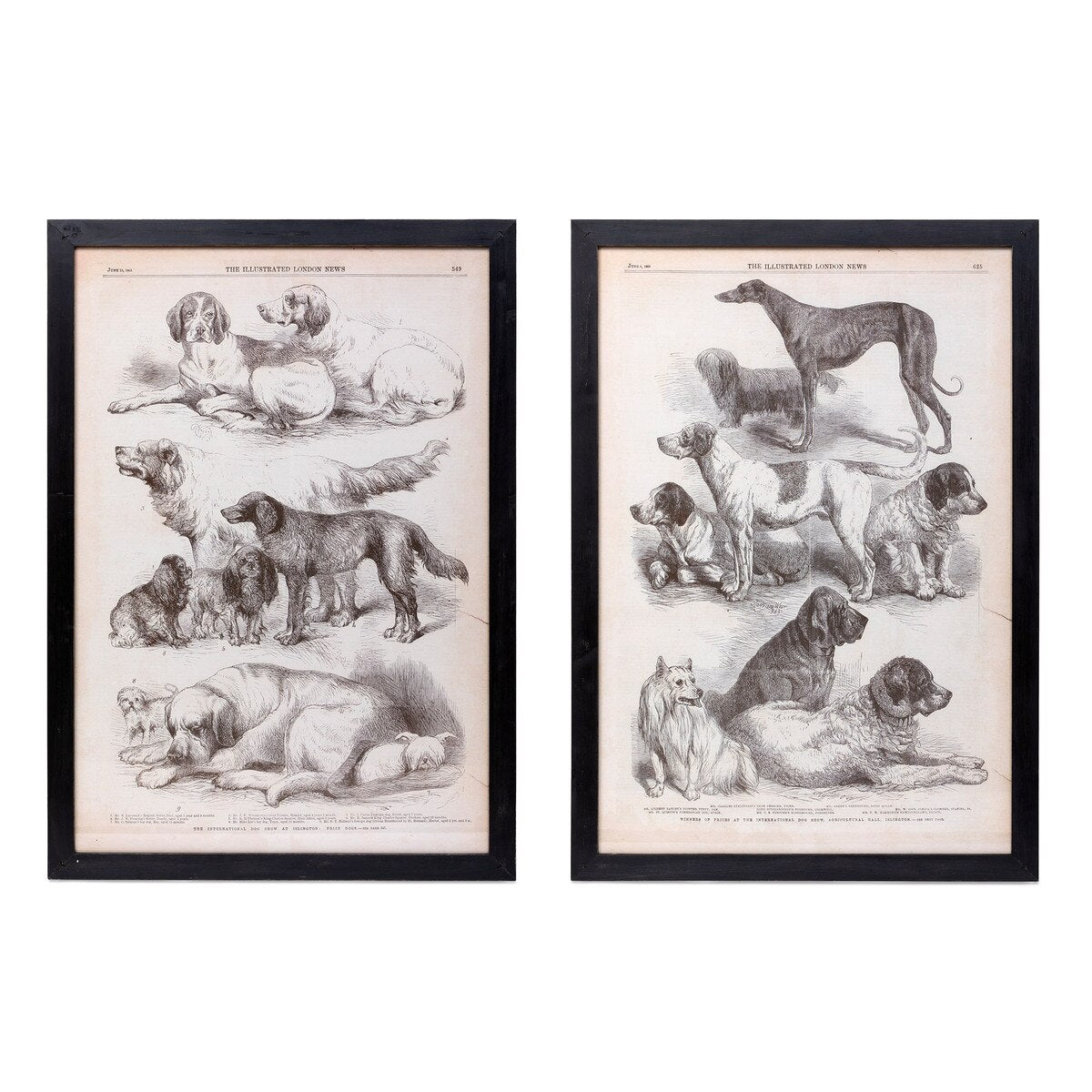 Canine Species Sepia Prints, 2 Assorted Styles style shot 1
