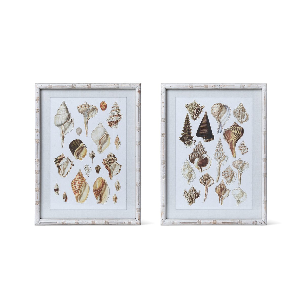Seashell Collection Prints, 2 Assorted Styles style shot 1