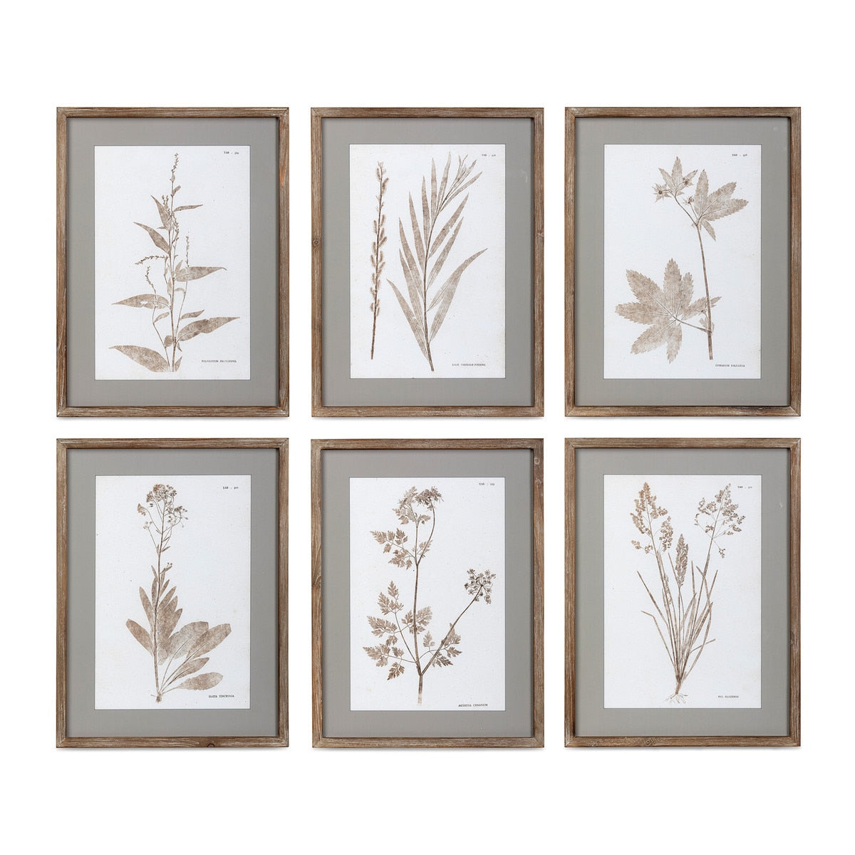 Framed Botanical Print, 6 Assorted Styles style shot 1