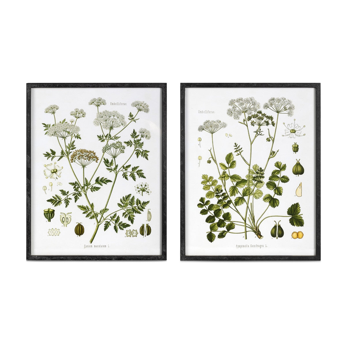 Summer Wildflower Framed Prints, 2 Assorted Styles style shot 1