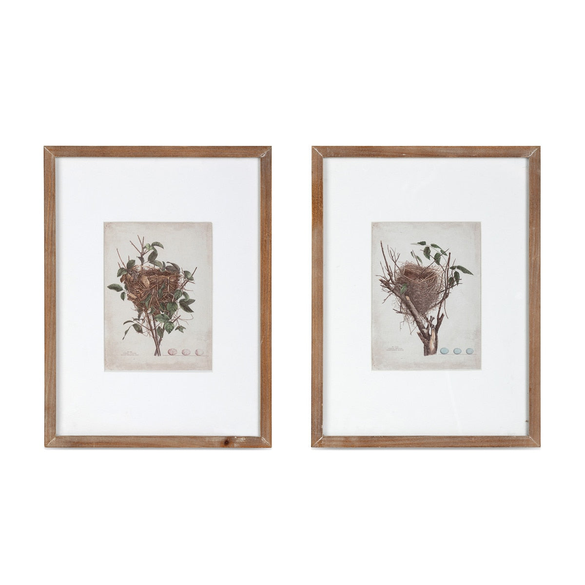 Feathered Nest Framed Print, 2 Assorted Styles