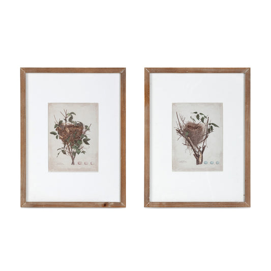 Feathered Nest Framed Print, 2 Assorted Styles