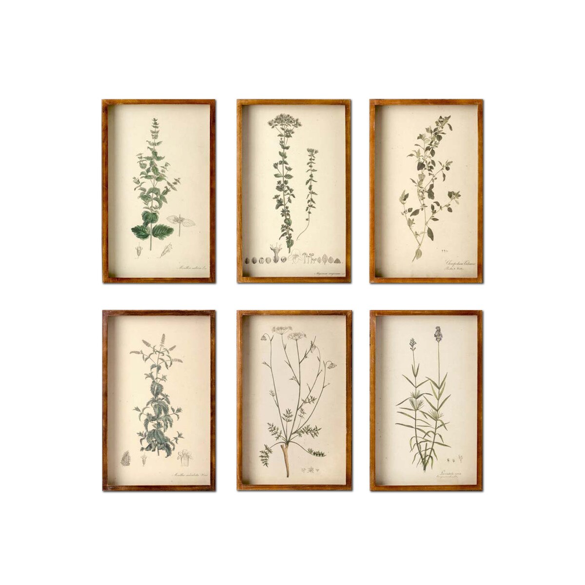 Collected Botanical Framed Prints, Set of 6 style shot 1