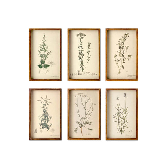 Collected Botanical Framed Prints, Set of 6 style shot 1