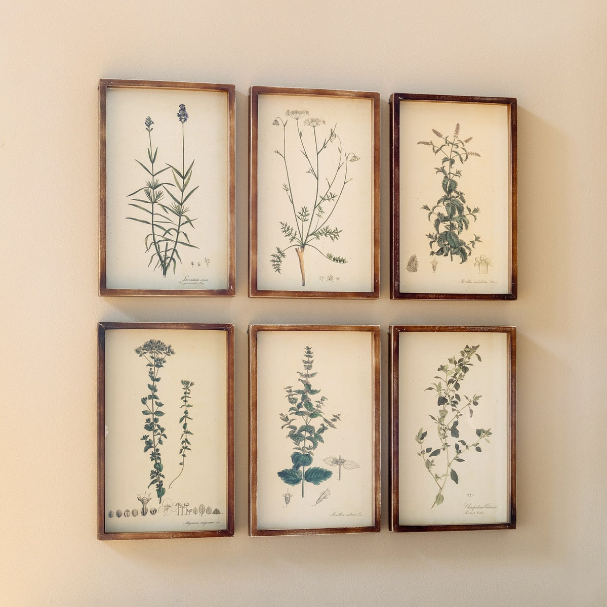 Collected Botanical Framed Prints, Set of 6 style shot 2