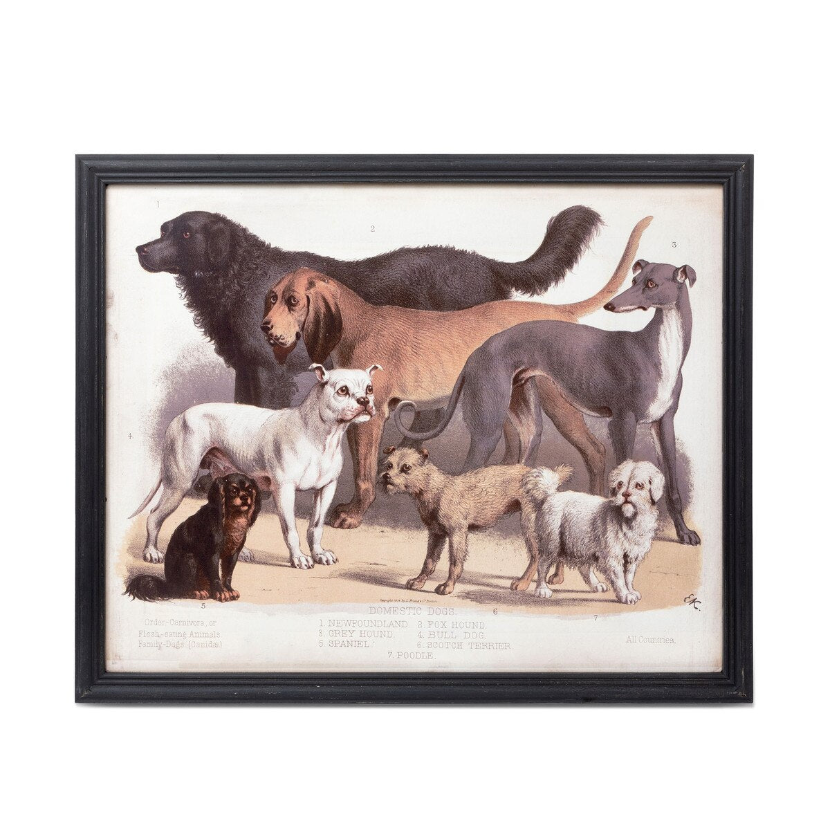 Domestic Dogs Framed Print style shot 1