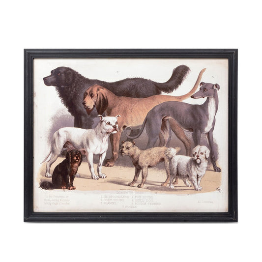 Domestic Dogs Framed Print style shot 1