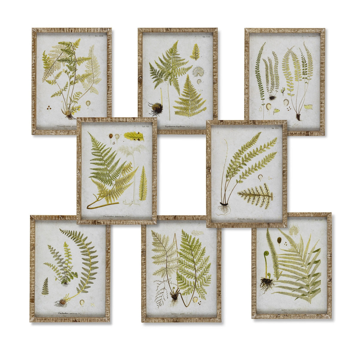 Garden Fern Framed Botanical Print, 8 Assorted Styles style shot 1