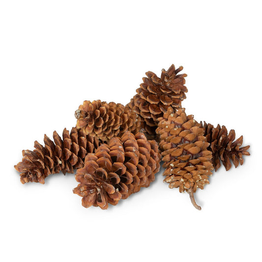 Sugar Pine Cones style shot 1