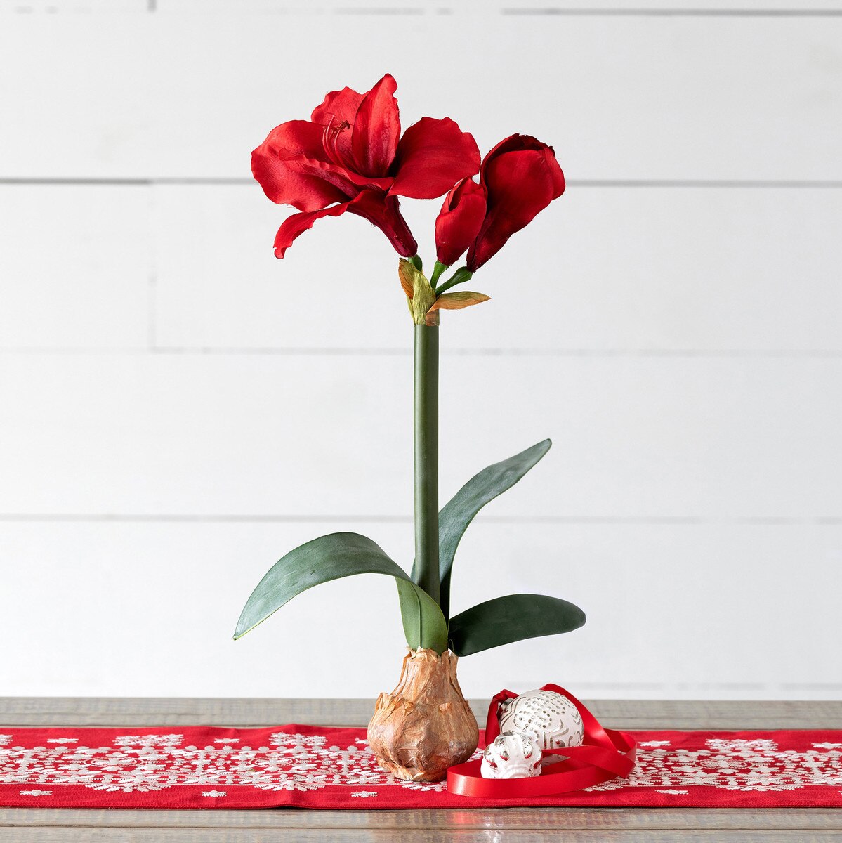 Amaryllis in Bulb Pot, Red