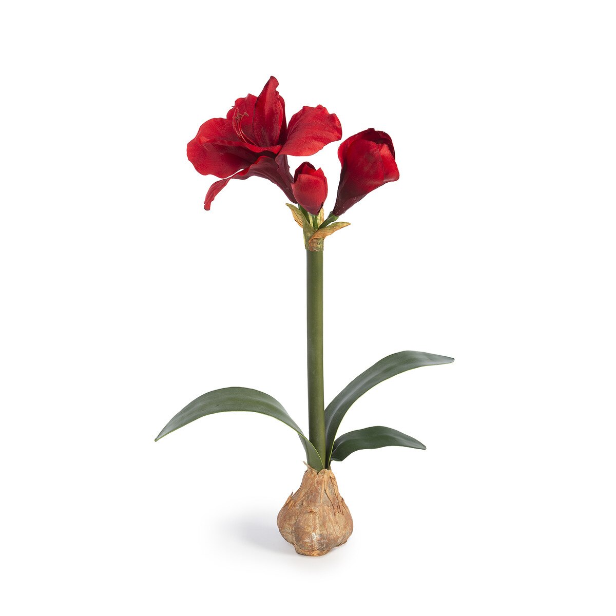 Amaryllis in Bulb Pot, Red style shot 1