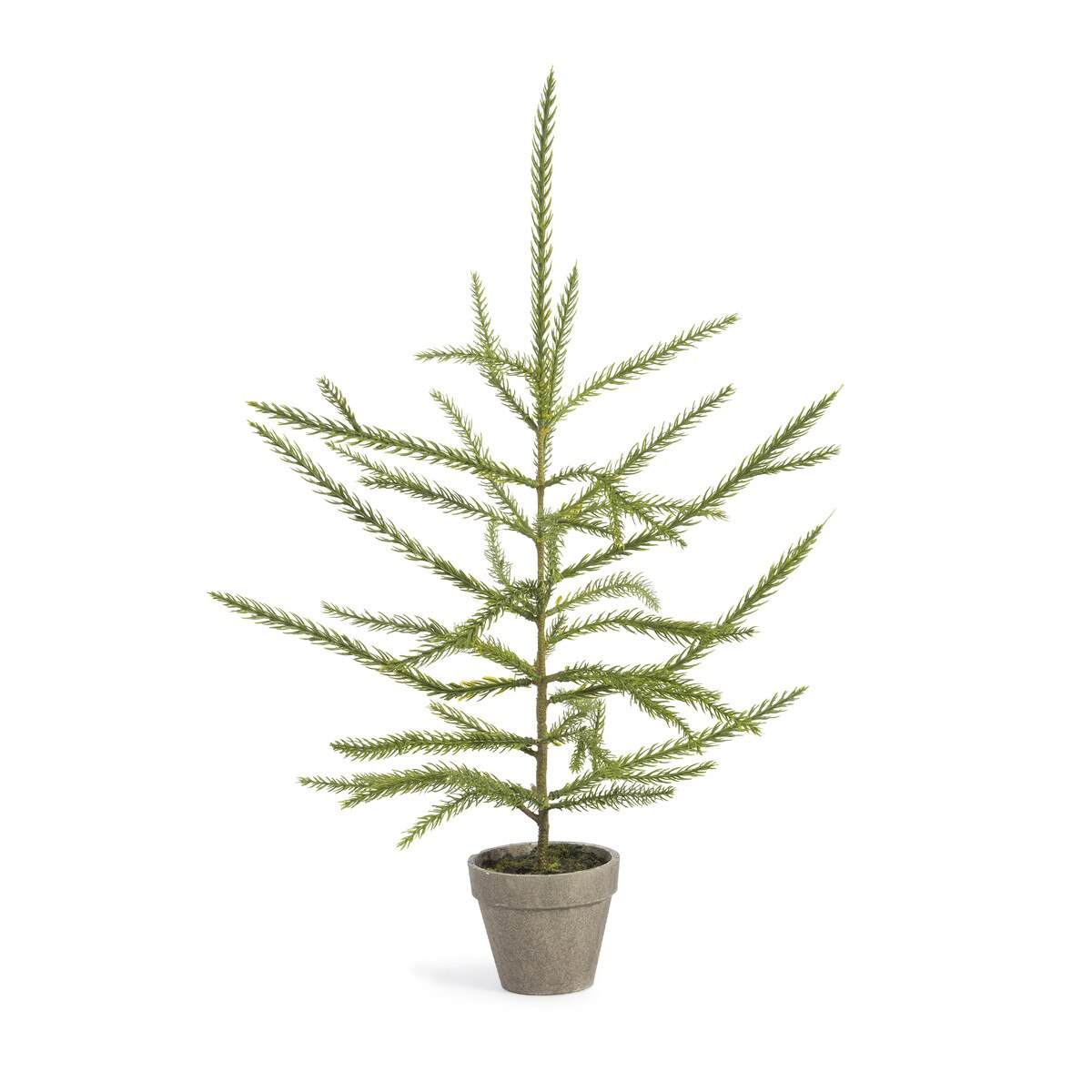 Norfolk Pine Potted Seedling, Small style shot 1