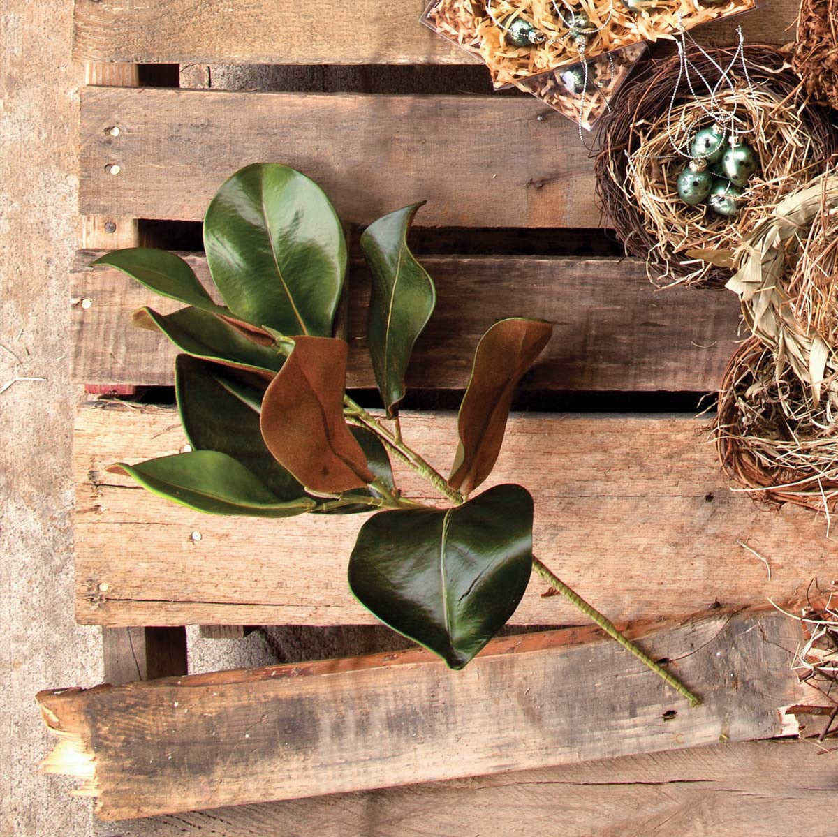 Plantation Magnolia Stem