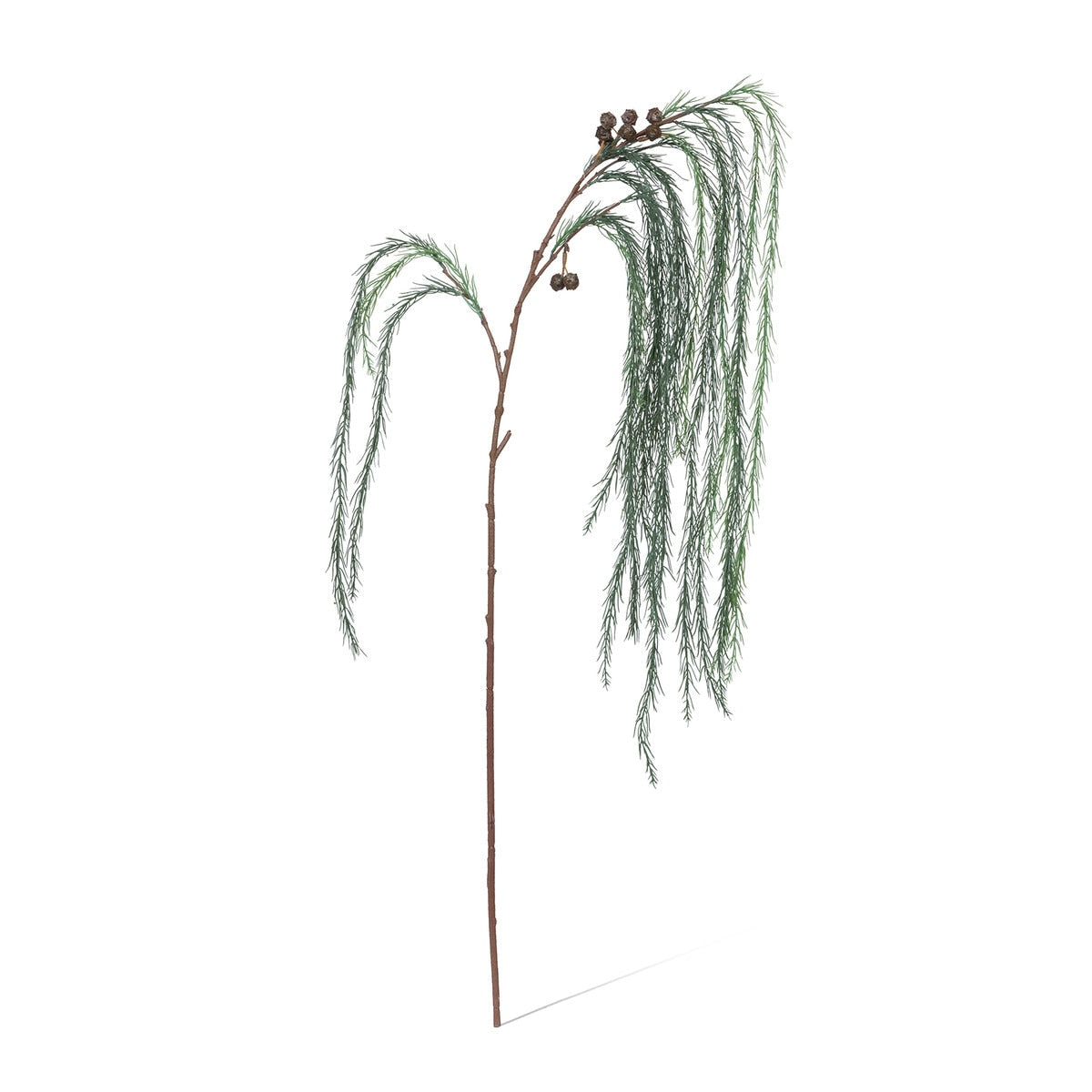 Weeping White Pine Spray style shot 2